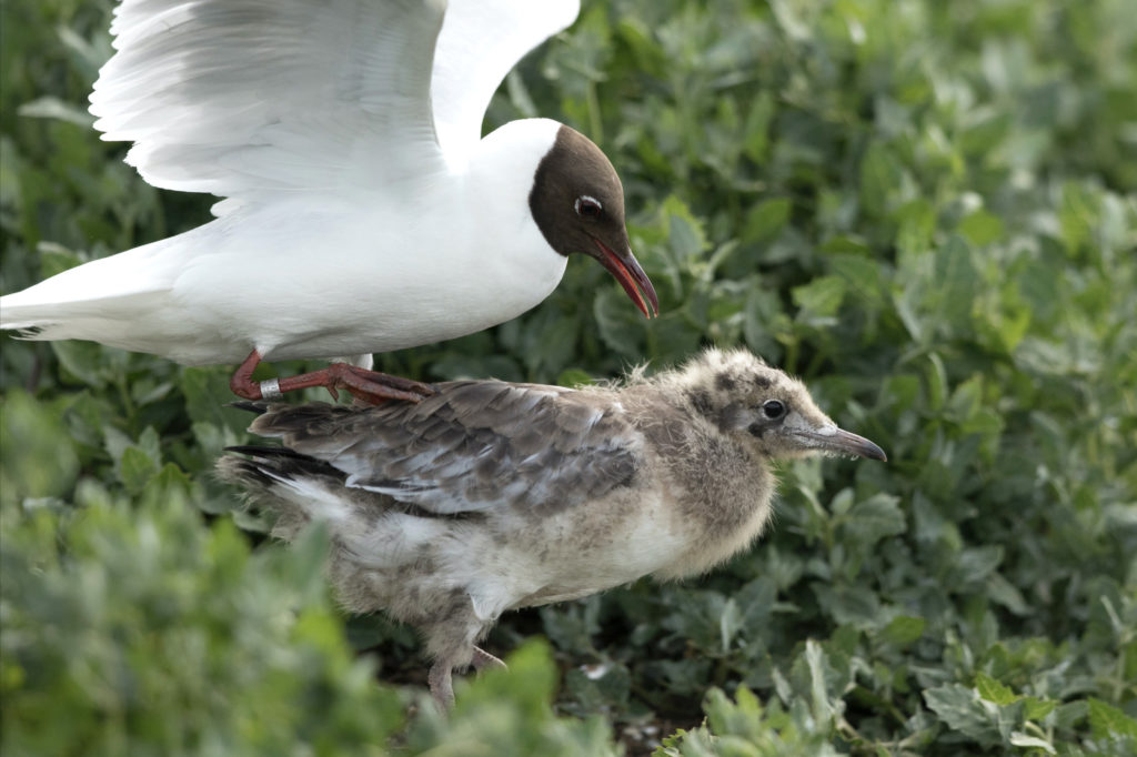 The chick's first encounter on its adventure...an adult black-headed gull