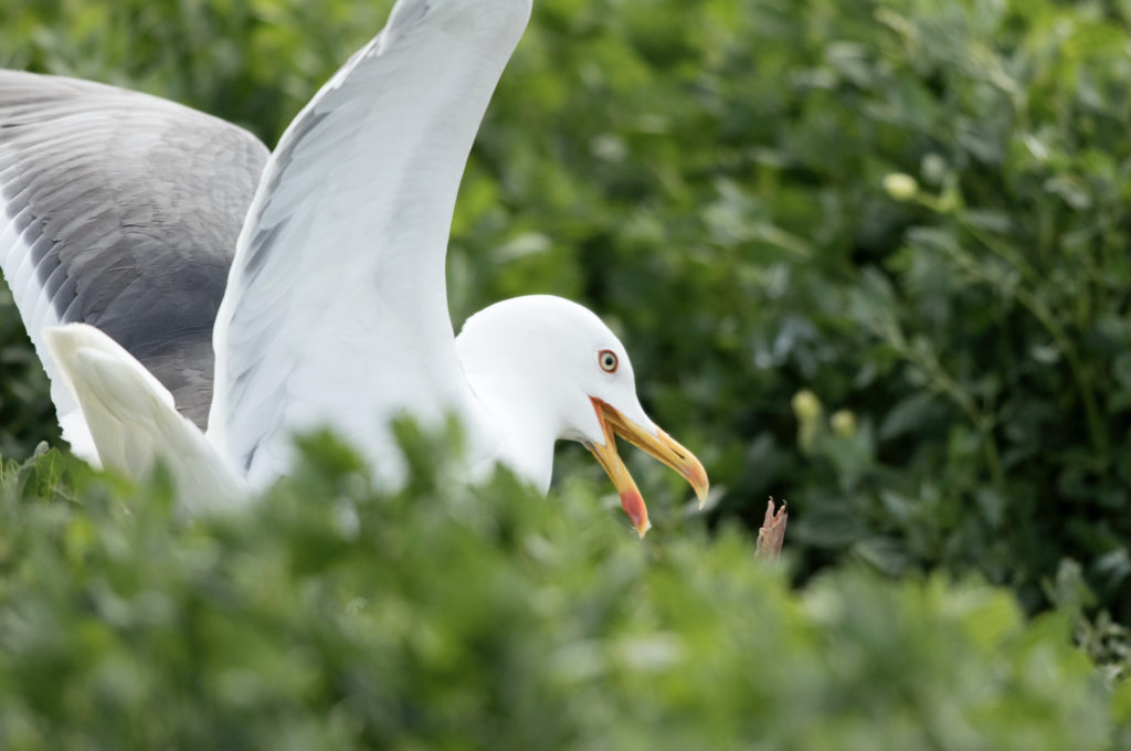 The chick attempts to defend itself against a herring gull