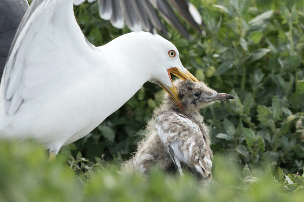 The chick's first adventure isn't going too well when it finds itself in the grip of a herring gull