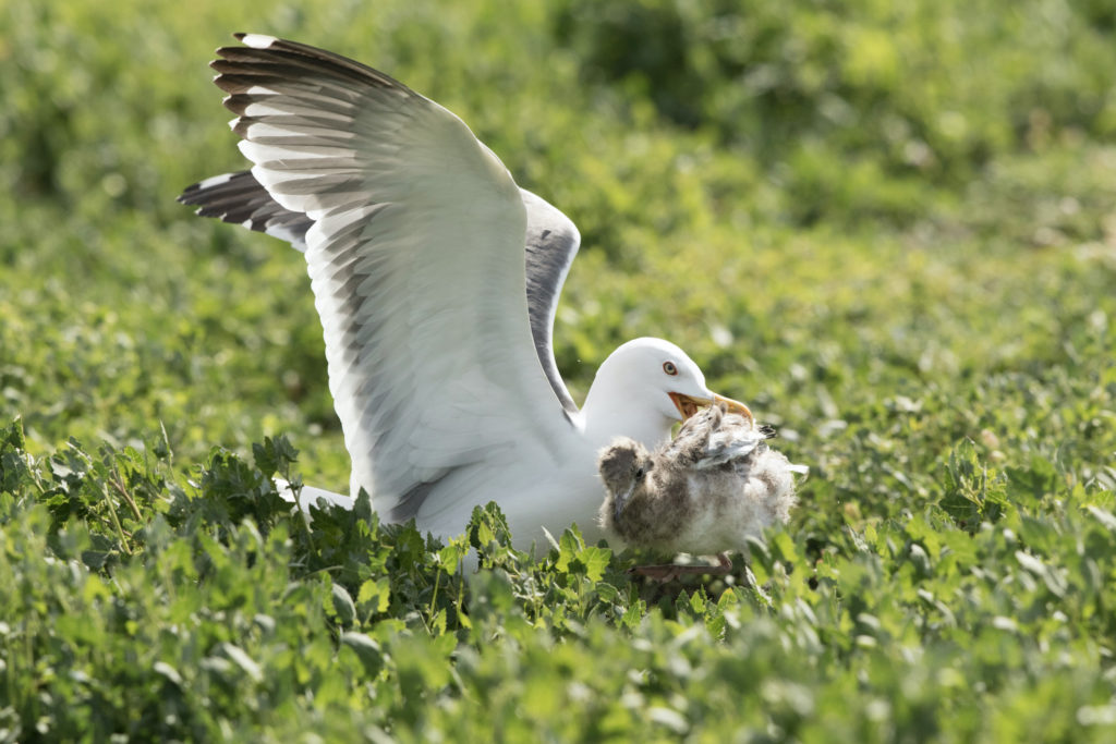 The chick fights to get away from the herring gull