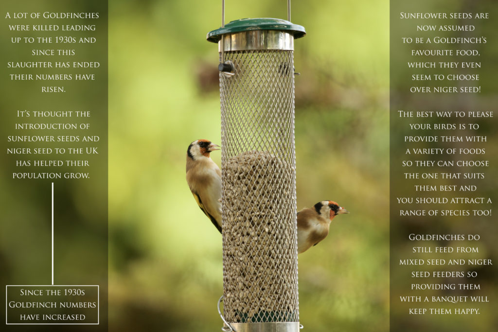 How goldfinches benefit from sunflower seeds