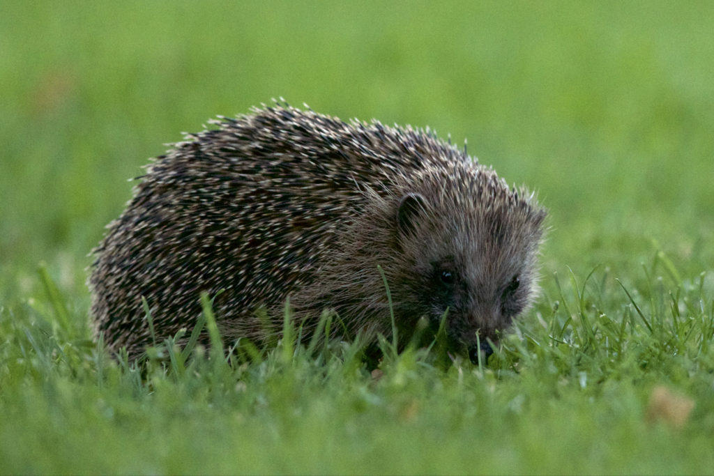 Hedgehogs may settle under bonfires so it's important to check there aren't any when lighting it for bonfire night