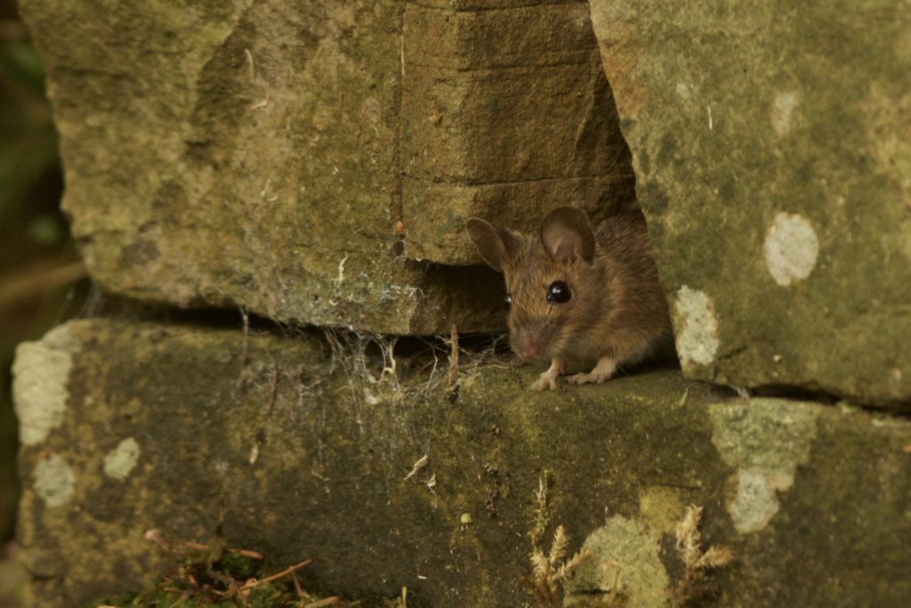 Mice may find bonfires to be a good place to hide away until they're lit. 
