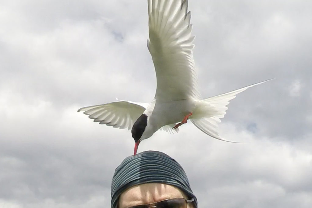 A Buff hat providing protection from an Arctic Tern