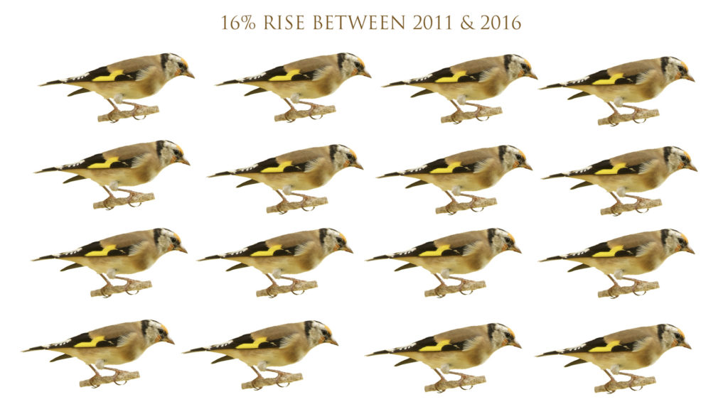 Goldfinch numbers have increased by 16% between 2011 and 2016