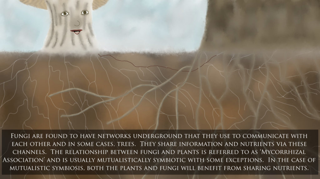 An example of the underground 'networks' used by fungi