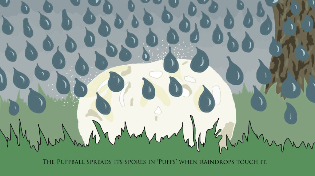 A Puffball Releasing Spores in the Rain