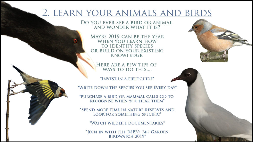 Learn Your Animals and Birds in 2019