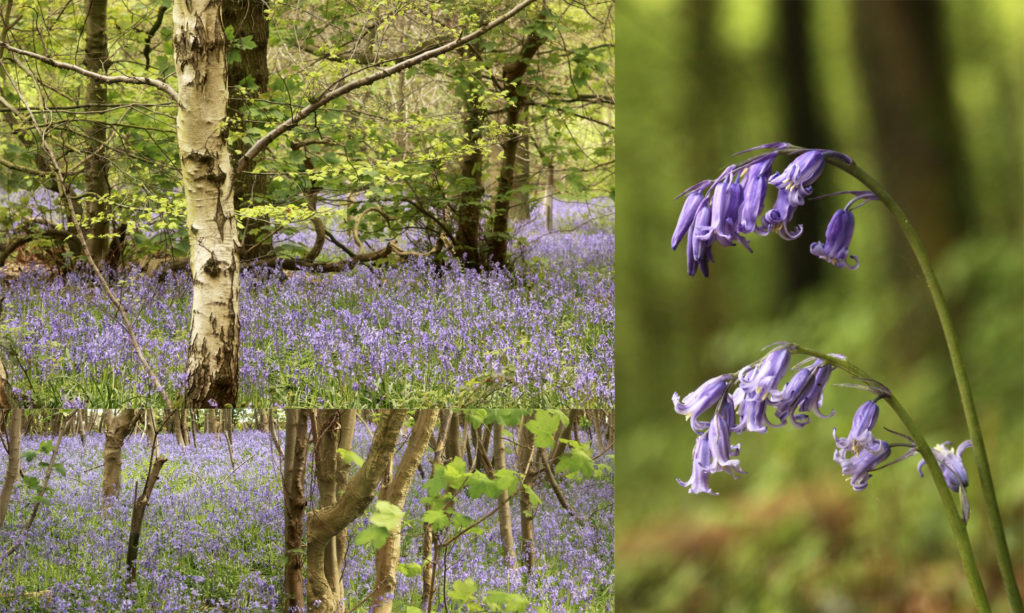 Harewood's bluebell woods are impressive in the spring