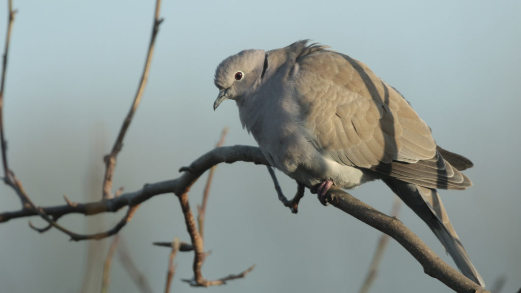 Collared doves are one of the birds we are likely to see during our Big Garden Birdwatch 2019