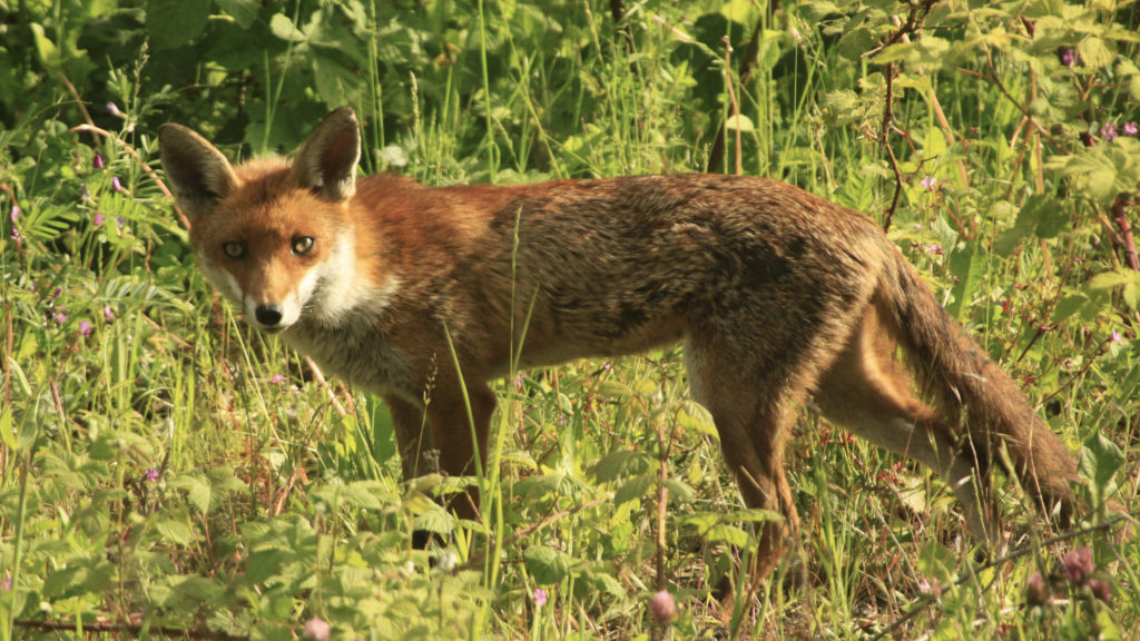 If you haven't seen a red fox before, perhaps this could be your 2019 ambition!