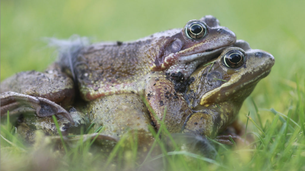 Common frogs could benefit from your 2019 resolution to add a pond to your garden.  
