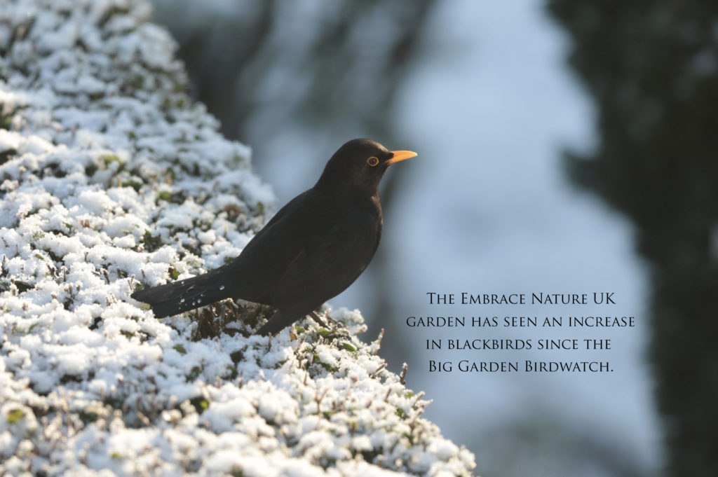 Blackbird in the Embrace Nature UK garden. 