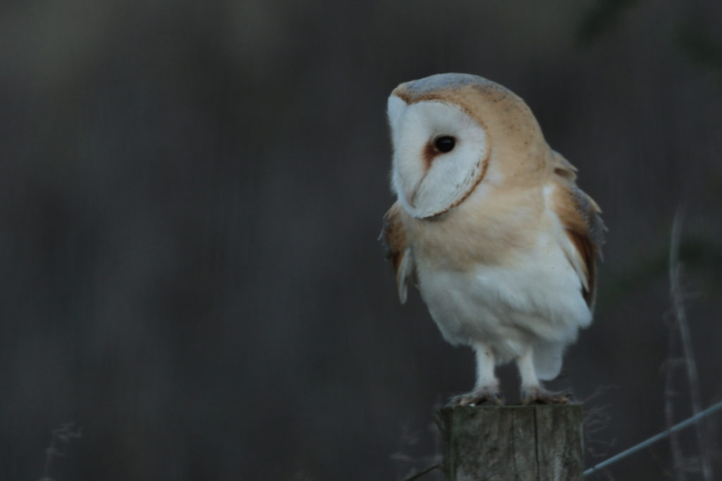 Barn owl sat on a post outside the hide