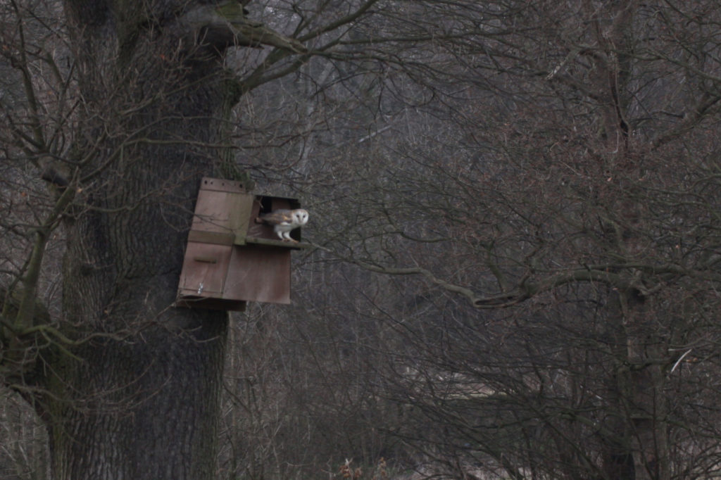 Barn owl emerging from box in Thorner, Yorkshire