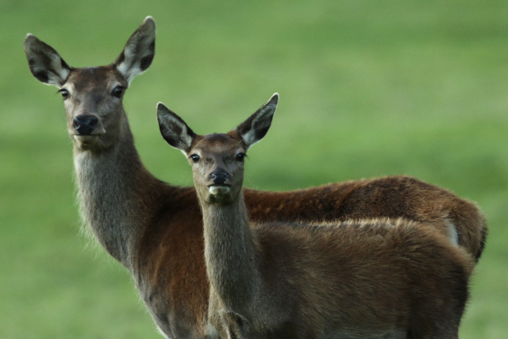 Red deer hind and calf