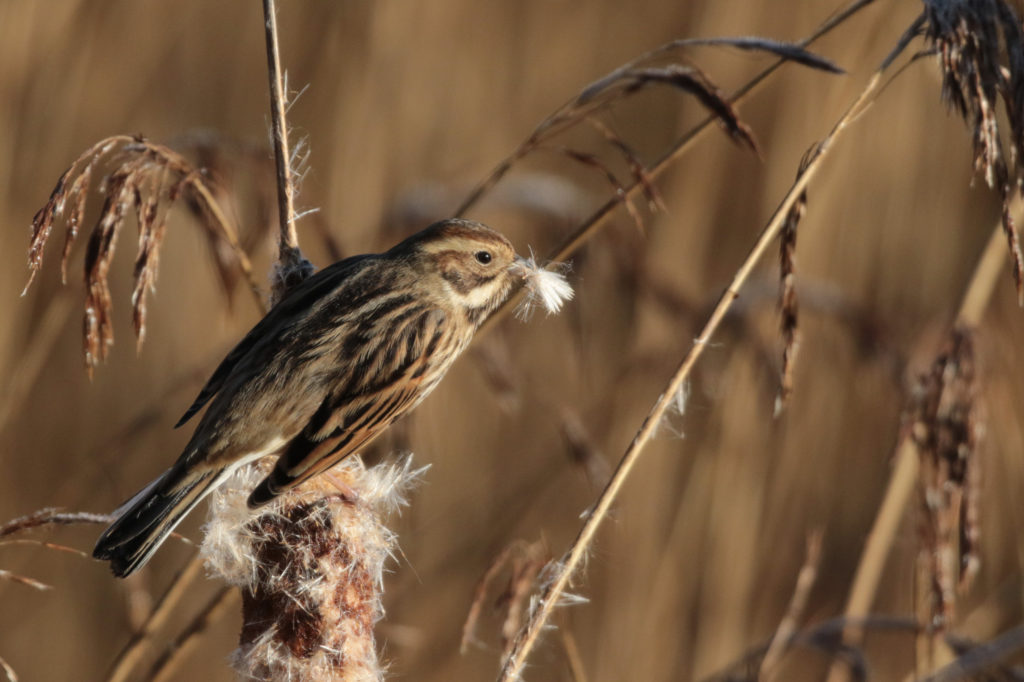 A female reed bunting 'plucking' the reeds during winter