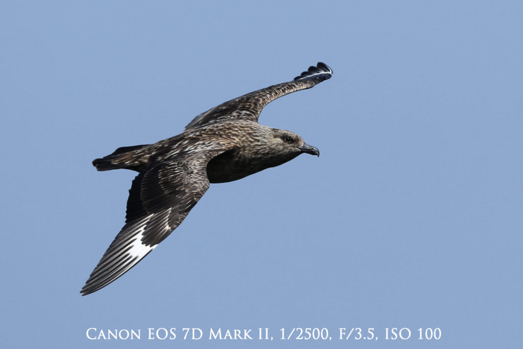 Bird photography is easier with additional autofocus points as with this great skua