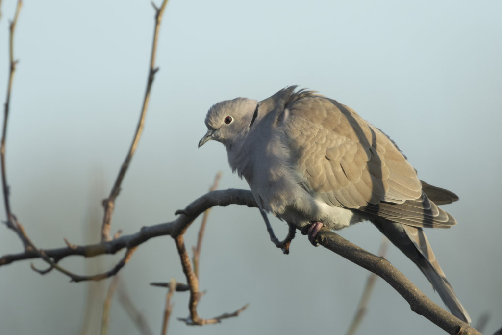 A collared dove fluffing up to keep warm during the winter weather