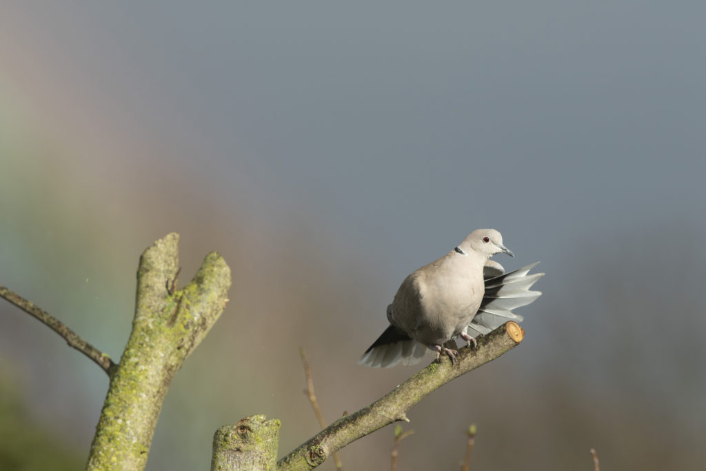 Collared dove in front of a rainbow