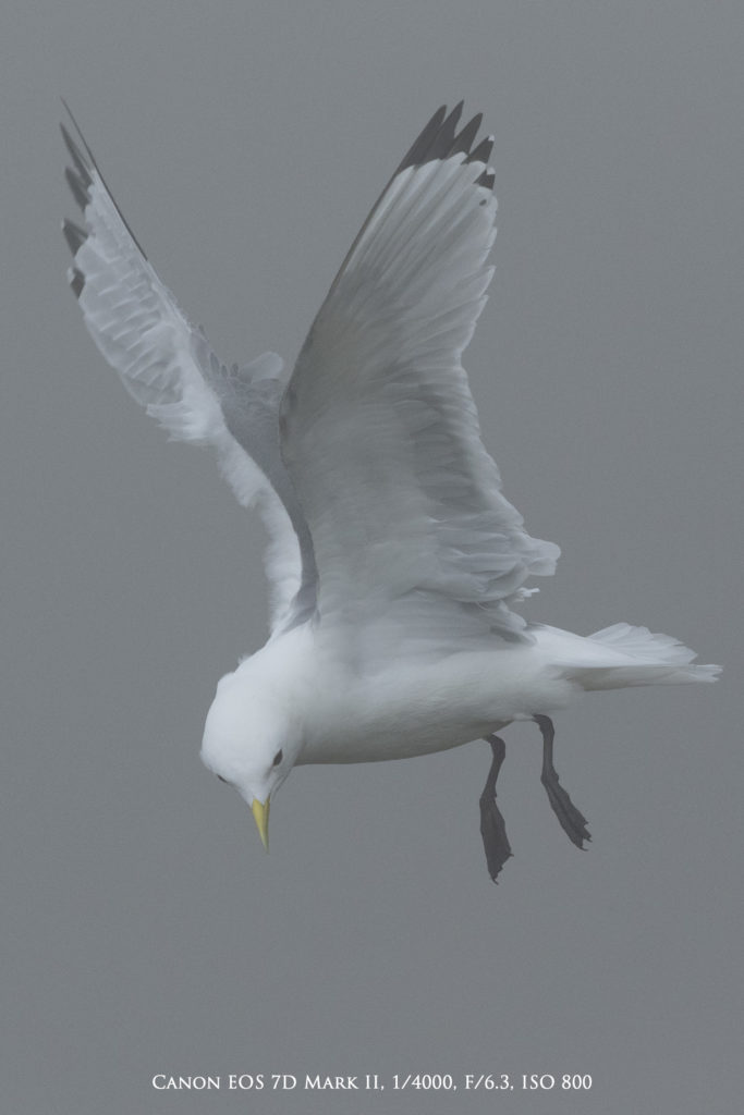 Using our new DSLR immediately improved our wildlife photography when photographing this kittiwake in thick fog