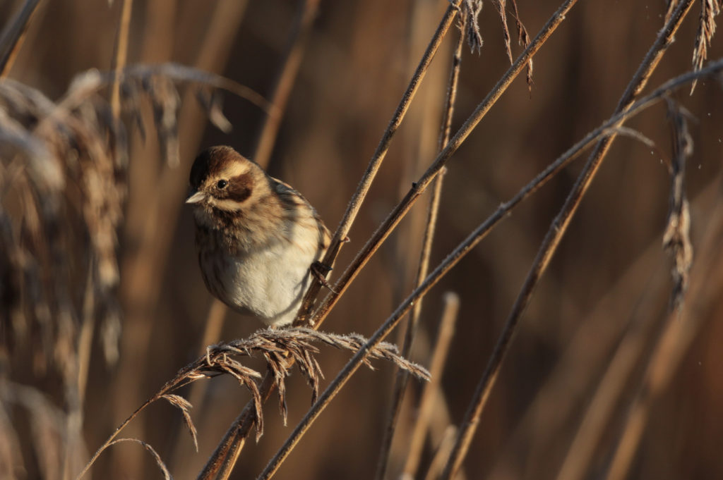 A female reed bunting on a winter morning