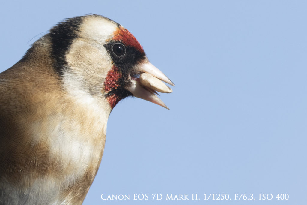 A sharp close-up of a goldfinch is an improvement on our previous photography with the old DSLR
