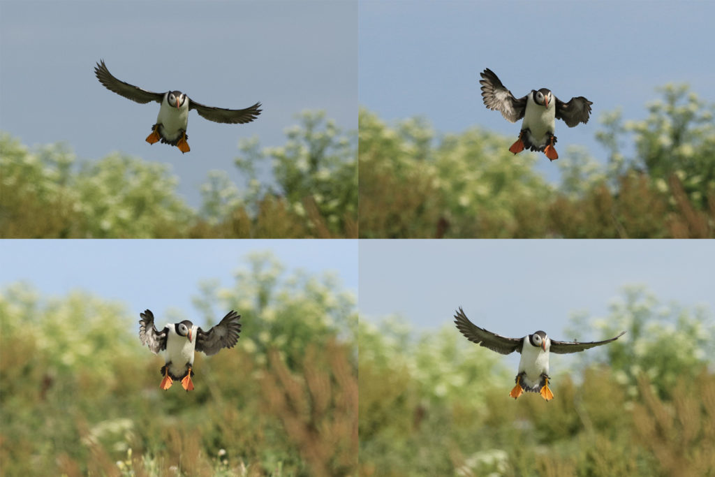 A puffin as it comes into land