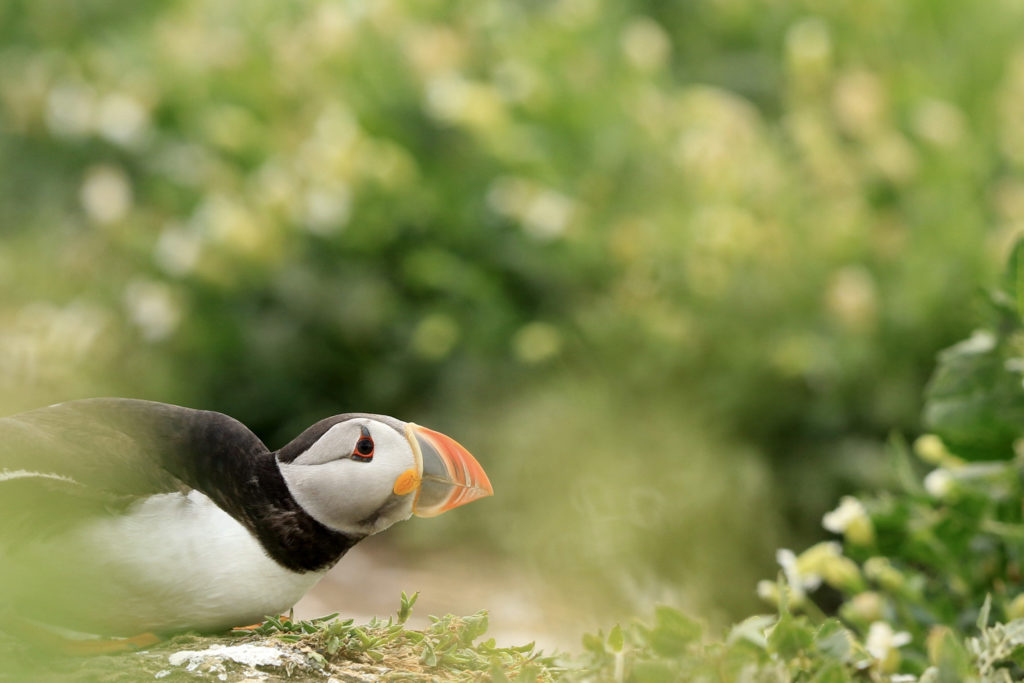 A puffin hiding amongst foliage surrounding the burrows