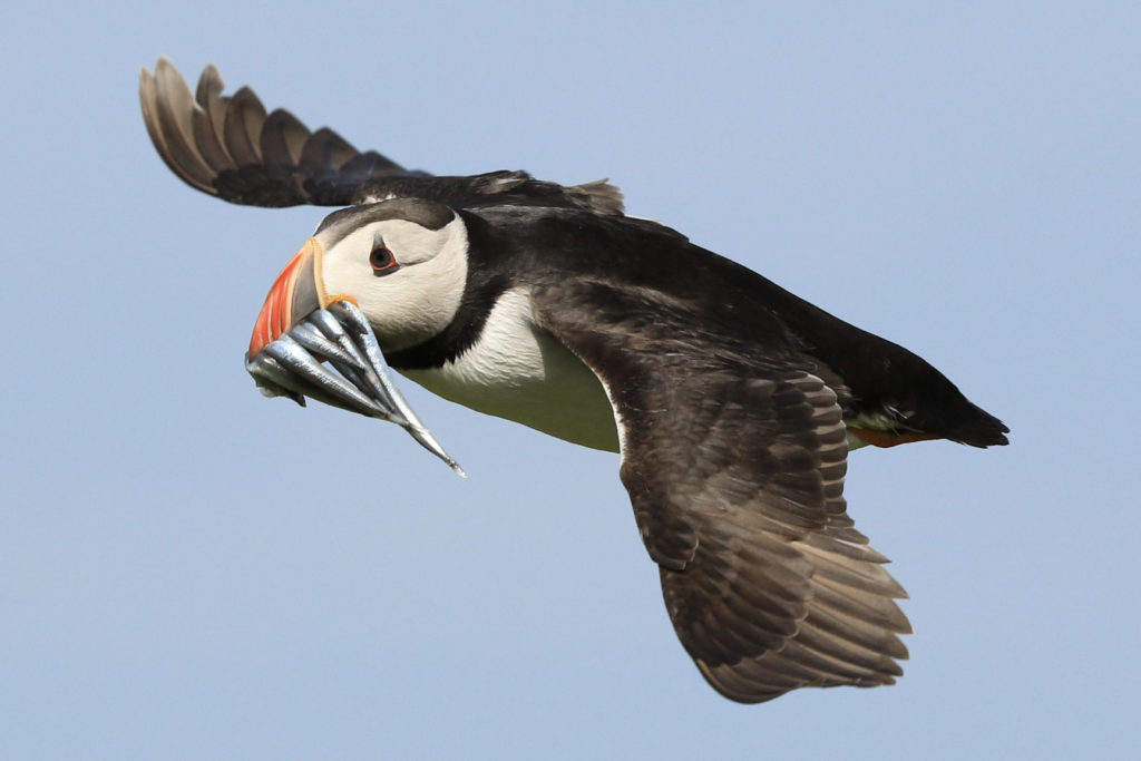 Puffin in flight with a meal in its bill