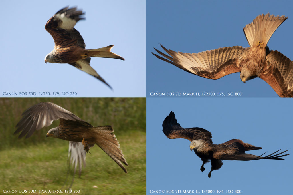 Red Kites taken with the Canon EOS 50D and Canon EOS 7D mark II