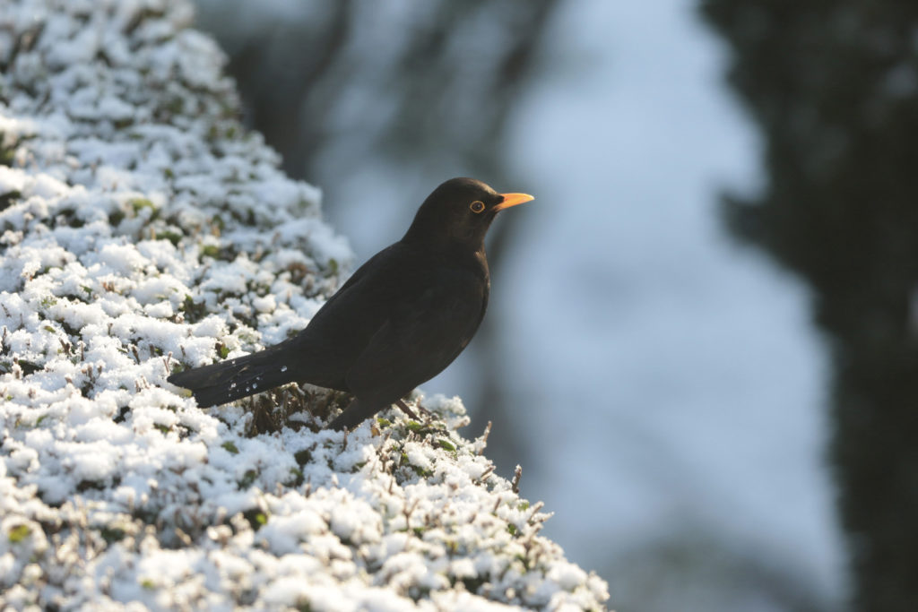 Male blackbird in snow