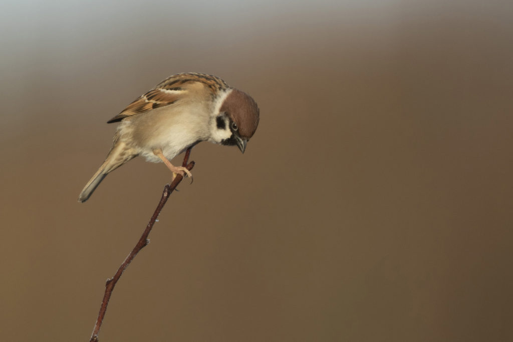 A tree sparrow