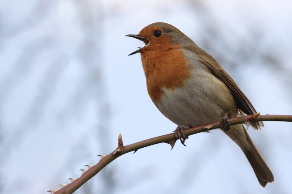 A robin perches in a high visible spot for when it begins to sing. 