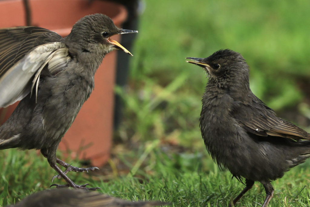 These young starlings are very vocal during their day to day lives
