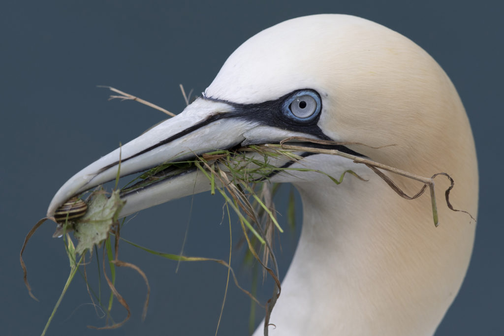 Northern Gannet with Snail