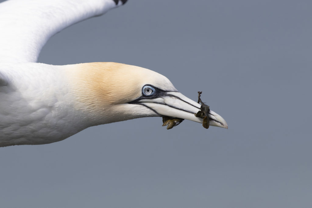 Northern Gannet with Seaweed in bill. 