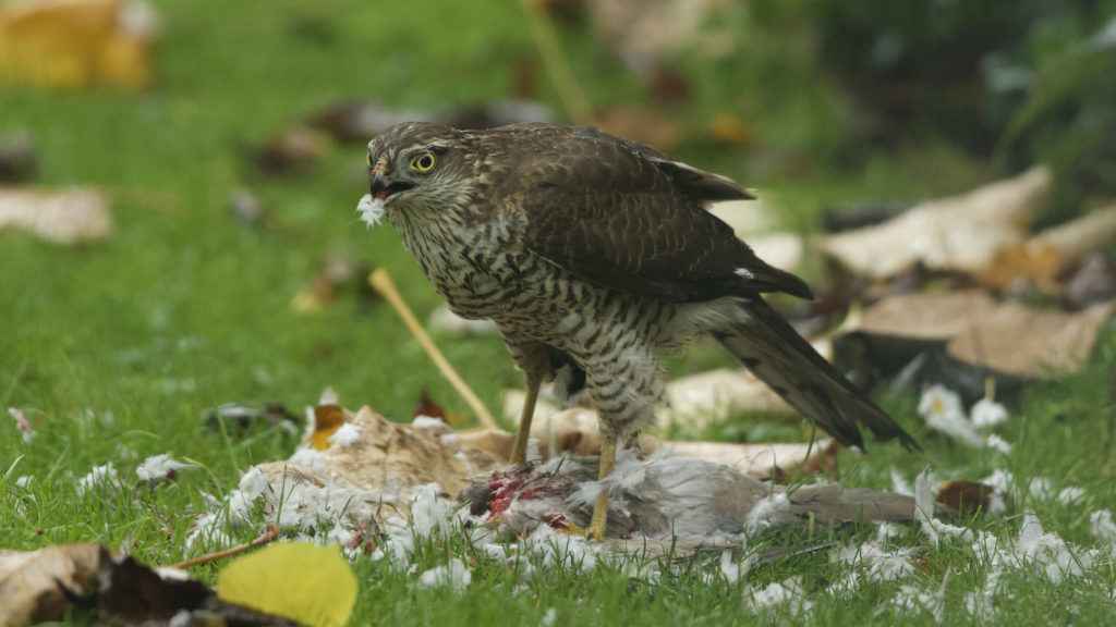 Sparrowhawk after catching a Collared Dove