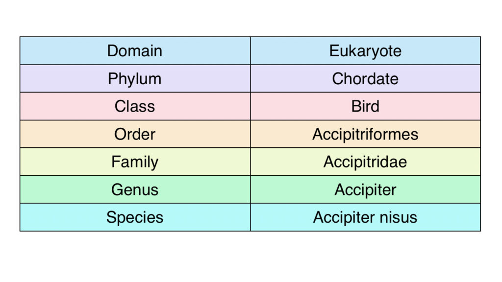 Sparrowhawk Taxonomy Table