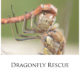 Dragonfly Rescue