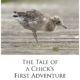 First Adventure
