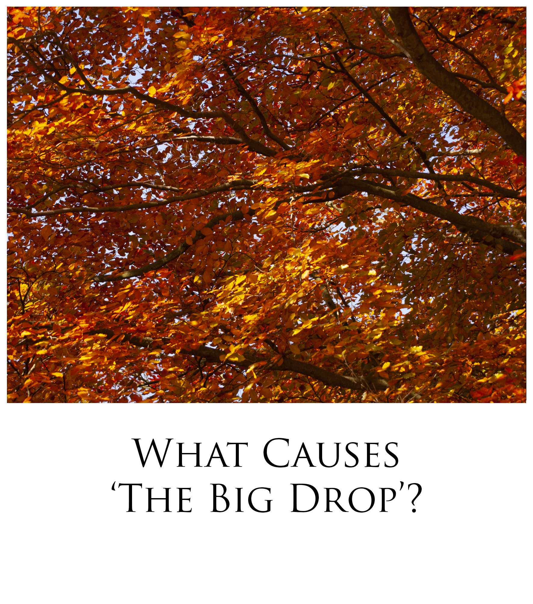 the-big-drop-why-trees-drop-their-leaves-embrace-nature-uk