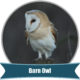 Barn Owl