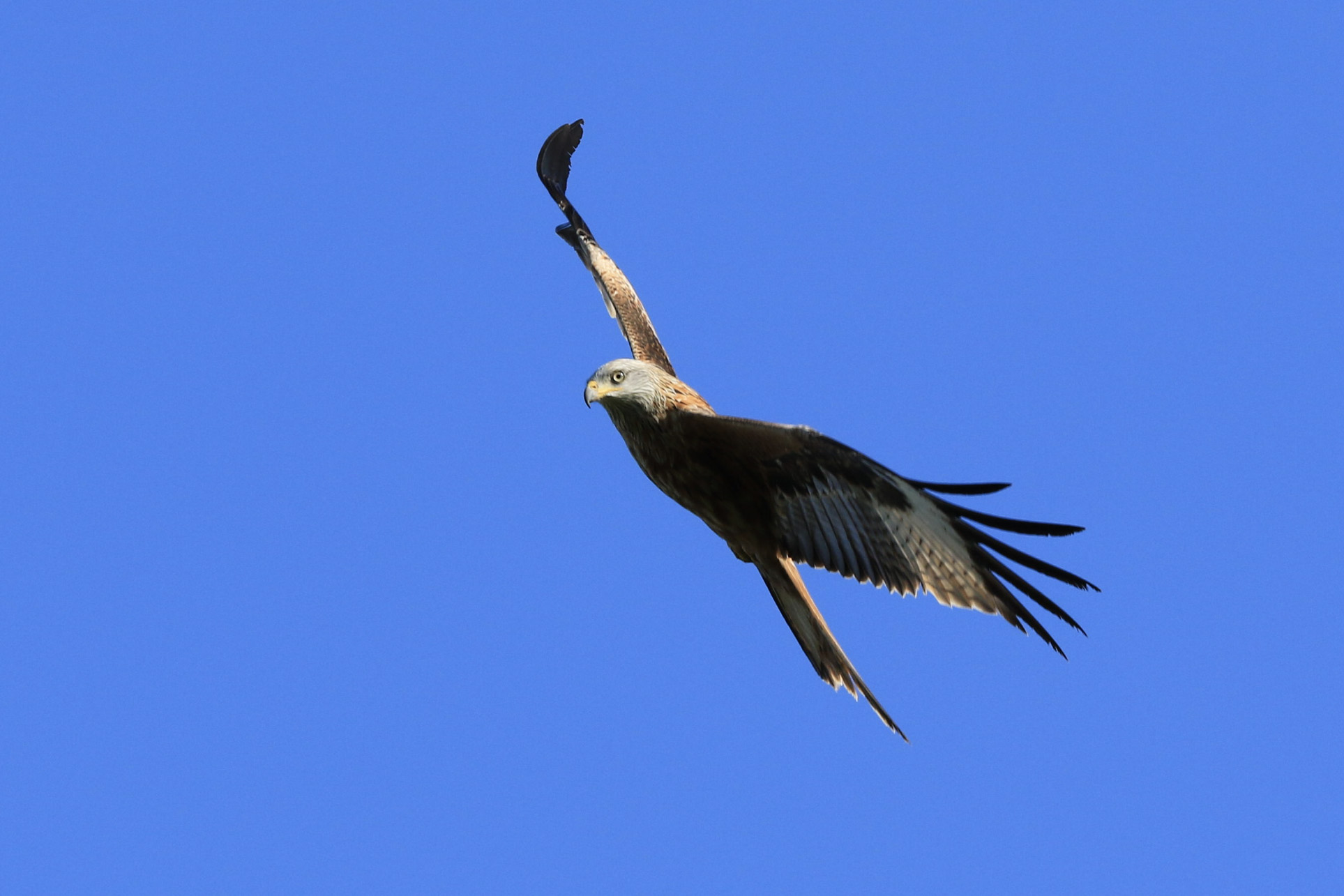 Red Kite | Embrace Nature UK