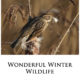 Winter Wildlife