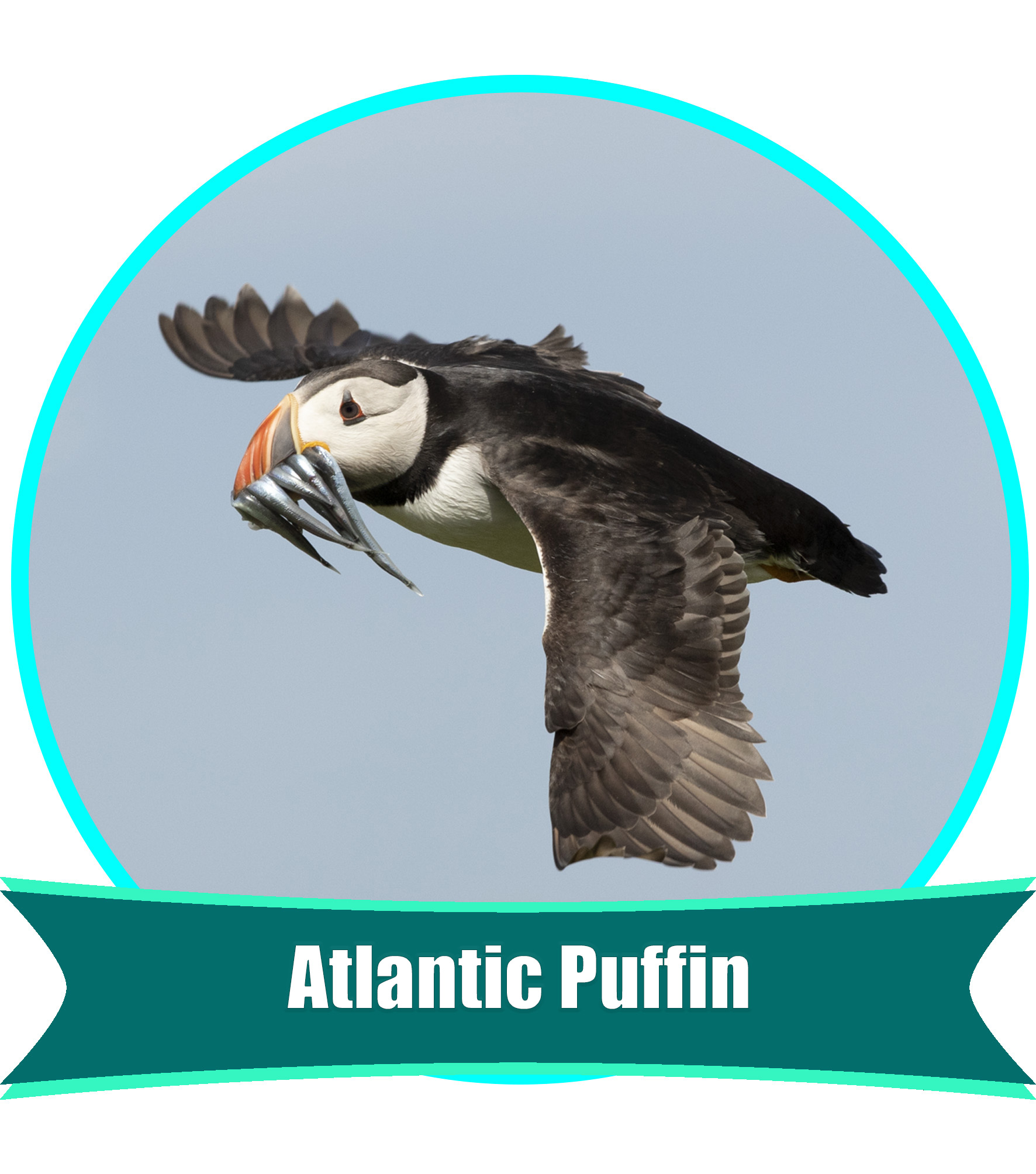 atlantic puffin size