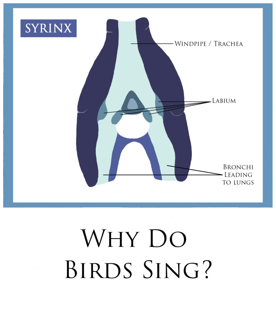 Why Do Birds Sing? Nature Embrace Nature UK