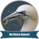 Northern Gannet