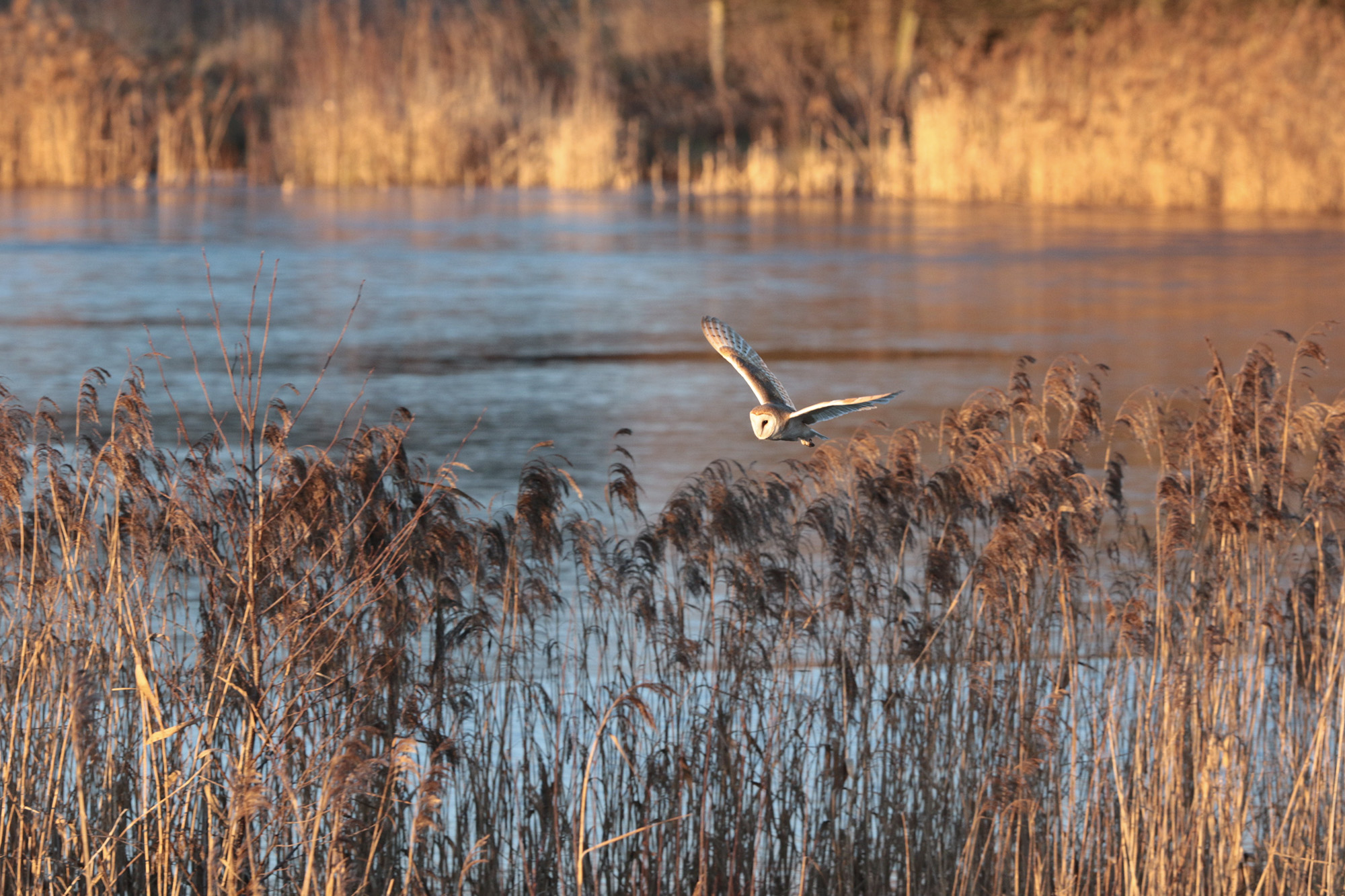 Staveley Nature Reserve, North Yorkshire | Embrace Nature UK